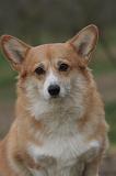 CORGI PEMBROKE 1485